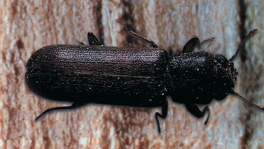 ヒラタキクイムシ成虫(体長約6〜7mm)