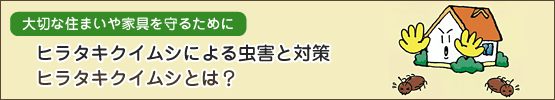 ヒラタキクイムシによる虫害と対策 ヒラタキクイムシとは？